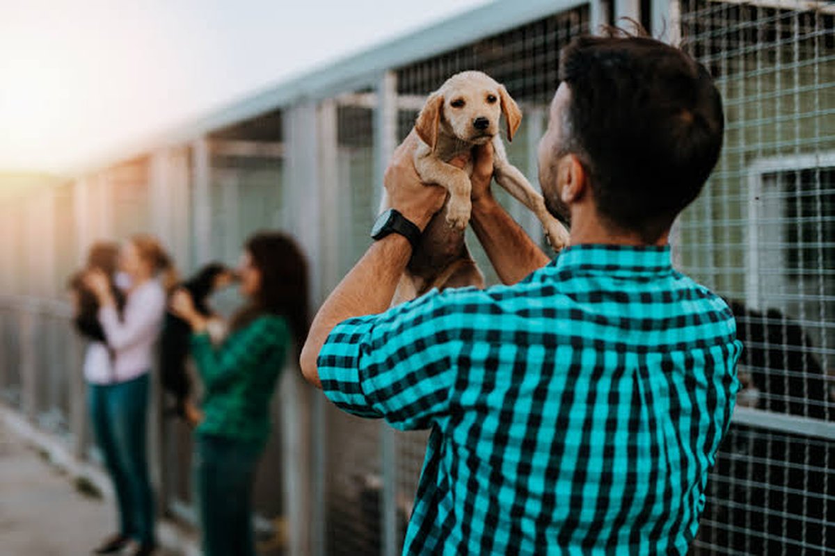 Adoção de pets em Palmas: como adotar com responsabilidade