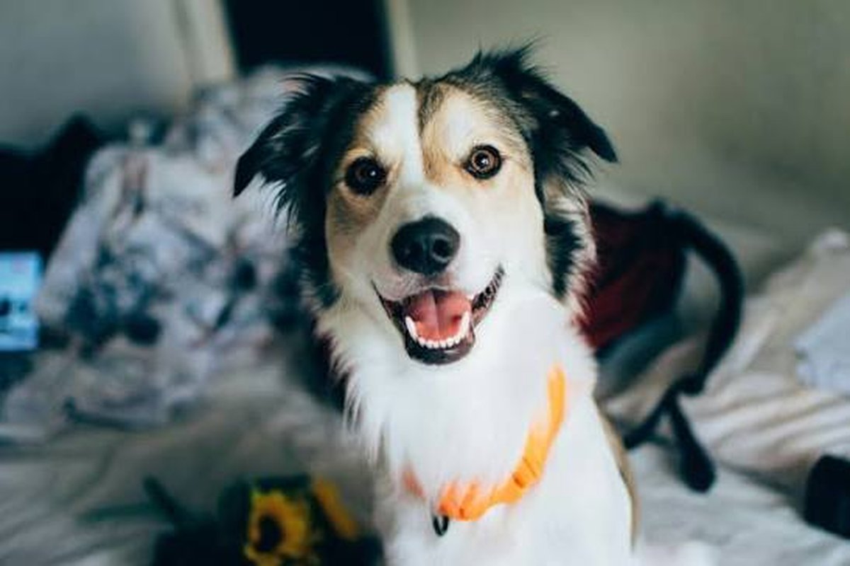 8 curiosidades incríveis sobre os cães