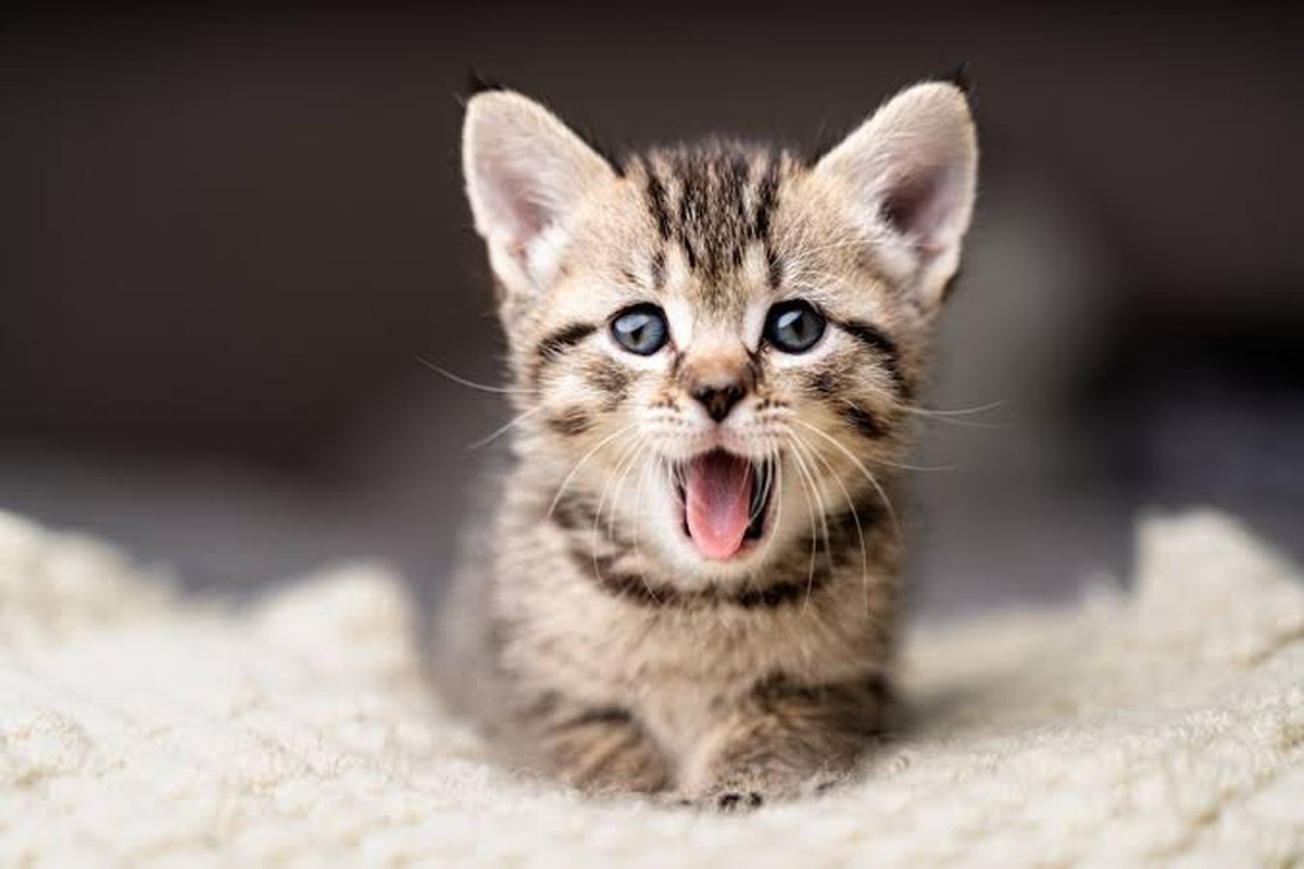 7 curiosidades surpreendentes sobre os gatos