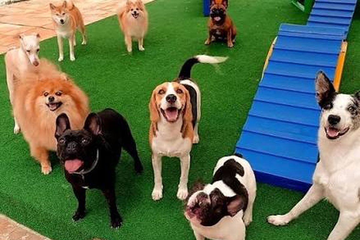 Hospedagem e creche para pets em Palmas