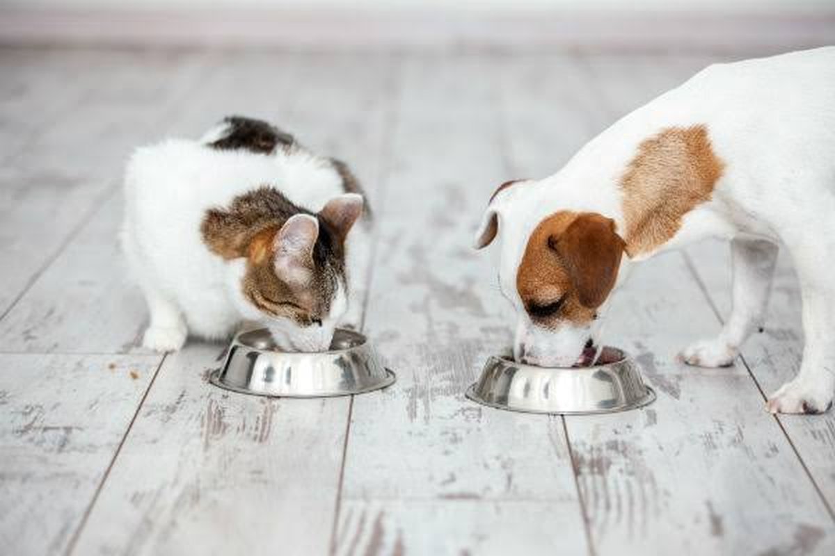 Onde comprar ração para cães e gatos em Palmas (TO)